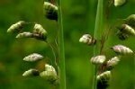 Grass Quaking Plugs