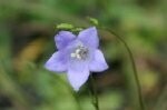 Harebell Plugs