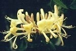 Woodbine (Honeysuckle) Plugs