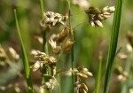 Holy Grass (Sweet or Vanilla Grass) Plugs