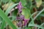 Woundwort Hedge Plugs