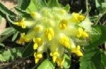 Kidney Vetch Plugs
