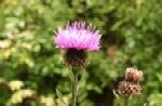 Knapweed Lesser Plugs