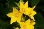 Loosestrife Yellow Plants