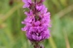 Purple Loosestrife Plants