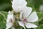 Mallow Marsh Plugs