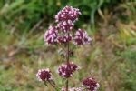 Marjoram Wild Plugs