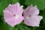 Mallow Musk Plugs