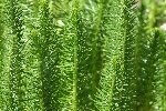 Mare's Tail Plants