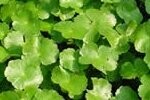 Marsh Pennywort Plants