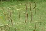 Pendulous Sedge Plants