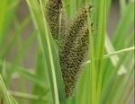 Sedge Pond Lesser Plants