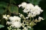 Meadowsweet Plants