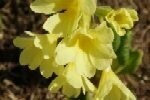 Oxlip Plugs