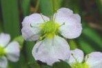 Water Plantain Lesser Plants