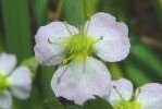 Lesser Water Plantain Water Plants