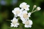 Sneezewort Plugs