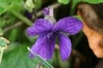 Sweet Purple/White Violet Plants