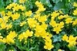 Marsh Marigold Plants