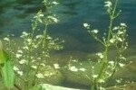 Plantain Water Plants