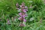 Woundwort Marsh Plants