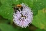 Water Mint Plants