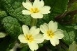 Primrose Plugs