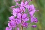 Willowherb Rosebay Plugs