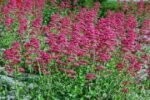 Valerian Red Plugs