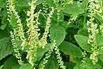 Wood Sage Plugs