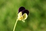 Wild Pansy Plugs