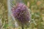 Teasel Plugs