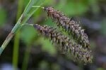 Glaucous Sedge Plants