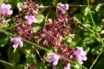 Selfheal Plugs