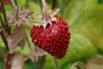 Strawberry Plugs