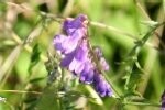 Tufted Vetch Plugs