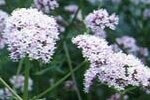 Valerian Common Plugs