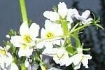 Water Violet Plants