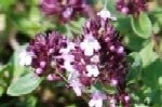 Thyme Wild Plugs
