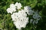 Yarrow Plugs