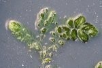 Hornwort