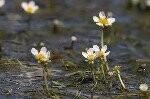 Water Crowfoot