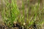 Pillwort (Pepper Grass)