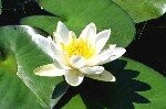 Lily White Water