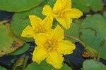 Lily Fringed Water