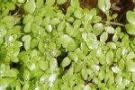 Water Starwort, Quantity: 3 bunches - £12