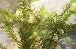 Willow Moss, Quantity: 3 bunches - £12