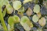 Frogbit