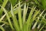 Water Soldier