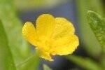 Spearwort Lesser Plants
